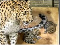 Watch: अमेरिकी चिड़ियाघर में लुप्तप्राय अमूर मादा तेंदुए ने दिया दो शावकों को जन्म, वायरल हुआ वीडियो