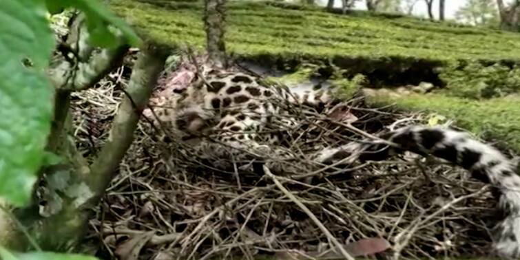 The body of an adult leopard rescued from the Jalpaiguri tea garden Jalpaiguri: জলপাইগুড়ি চা বাগান থেকে উদ্ধার পূর্ণবয়স্ক চিতাবাঘের দেহ