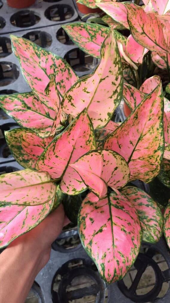 காற்றை சுத்தப்படுத்தும் செடிகள்! வீட்டை அழகாக்க இண்டோர் பிளாண்ட்ஸ்!