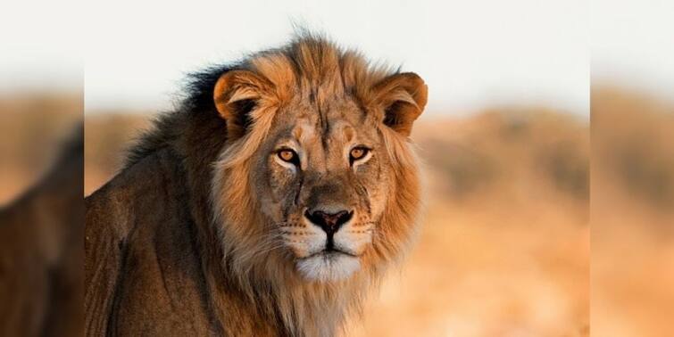 Viral Video Lion bites off mans finger at zoo, horrifying footage goes viral Viral Video: খাঁচাবন্দি সিংহকে 'বিরক্ত' করার মাশুল, আঙুল খোয়া গেল চিড়িয়াখানার রক্ষীর