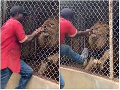 Watch: शेर से पंगा लेना शख्स को पड़ा भारी, एक ही झटके में चबा डाली अंगुली