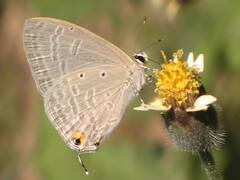 Udaipur News: राज्य तितली घोषित होंगी राजस्थान की तितलियां, उदयपुर में 100 से ज्यादा प्रजातियां