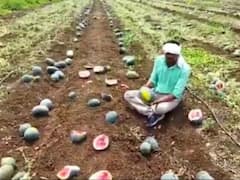 Watermelon News : कलिंगडाची 'लाली' उतरली, शेतकऱ्यांच्या आशेवर पाणी, लाखो रुपयांचा फटका 