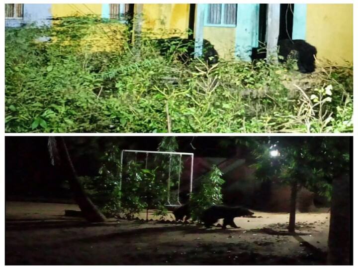 Nellai: Bears enter the apartment at manimuthar Watch Video : நெல்லையை சுற்றிப்பார்க்க போறோம்.. 2 குட்டிகளுடன் சுற்றி திரியும் 3 கரடிகள்.! வைரல் வீடியோ!