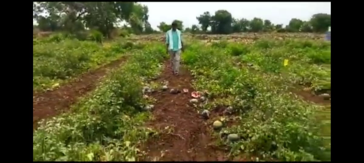 Watermelon News : कलिंगडाची 'लाली' उतरली, शेतकऱ्यांच्या आशेवर पाणी, लाखो रुपयांचा फटका 