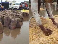 Mahoba News: बारिश में खुली अव्यवस्थाओं की पोल, मंडी से भीगा अनाज वापस ले जाने को मजबूर किसान