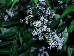 Neem Flower Benefits: नीम की पत्तियां ही नहीं, इसके फूलों में भी हैं कई गुण, जानें बेमिसाल फायदे