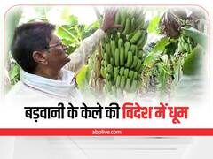 MP News : विदेशों में भी धूम मचा रहा है बड़वानी का केला, लंबाई जानकर हैरान रह जाएंगे आप