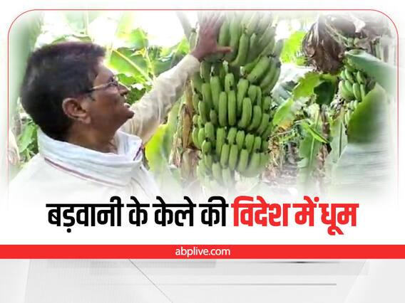 MP News : विदेशों में भी धूम मचा रहा है बड़वानी का केला, लंबाई जानकर हैरान रह जाएंगे आप MP News : विदेशों में भी धूम मचा रहा है बड़वानी का केला, लंबाई जानकर हैरान रह जाएंगे आप