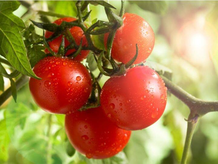 Genetically Engineered Tomatoes Can Be Sources Of Vitamin D Says New Study Genetically Engineered Tomatoes Can Be Sources Of Vitamin D: New Study