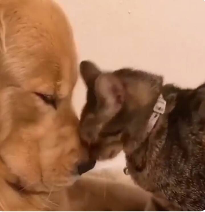 Trending video: Friendship video of dog and cat goes viral on social media Trending Video: कुत्ते बिल्ली की अजब गजब दोस्ती, वीडियो देखकर आप भी कह उठेंगे वाह