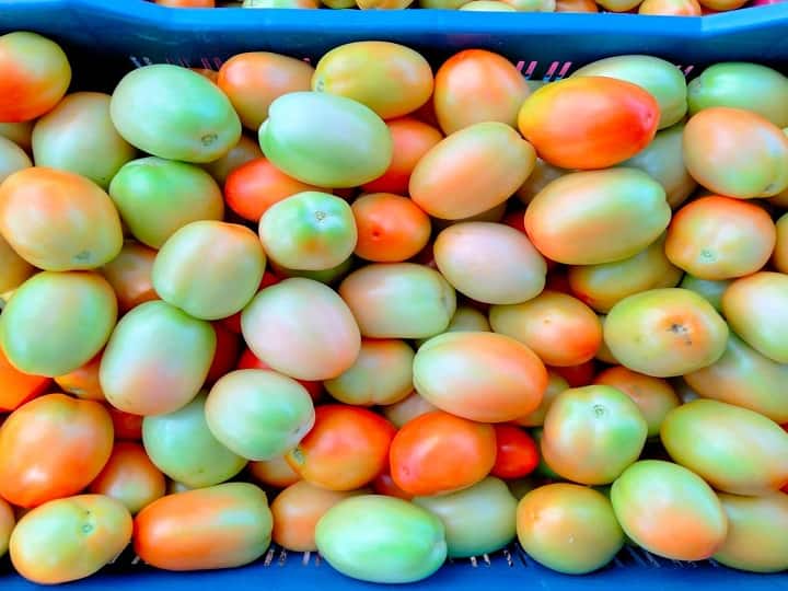increase in tomato prices, selling at Rs 80 per kg, relief to farmers in the state Tomato Price : टोमॅटो 80 ते 100 रुपये किलो, राज्यातील शेतकऱ्यांना दिलासा, ग्राहकांच्या खिशाला कात्री
