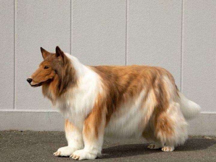 Viral Image This Is Not A Dog! A Man Spent Rupees 12 Lakh To Look Like This Twitter Viral This Is Not A Dog! A Man Spent Rupees 12 Lakh To Look Like This