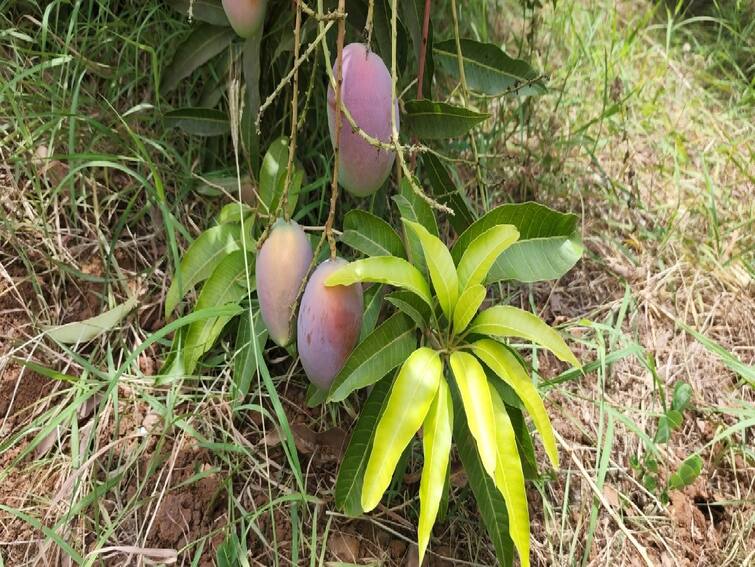 Mango Natural Farming: This farmer of Mangrol district done natural farming of 800 mango tress and earns profit Natural Farming: માંગરોળનો ખેડૂત 18 વીઘામાં 800 આંબામાં કરે છે કેરીની પ્રાકૃતિક ખેતી, કમાય છે મબલખ નફો
