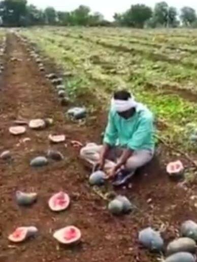 कलिंगडाची 'लाली' उतरली, शेतकऱ्यांच्या आशेवर पाणी