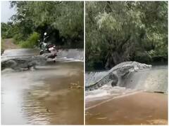 Viral Video: सड़क पार कर विशालकाय मगरमच्छ ने नदी में लगाई छलांग, हैरान कर देगा वीडियो
