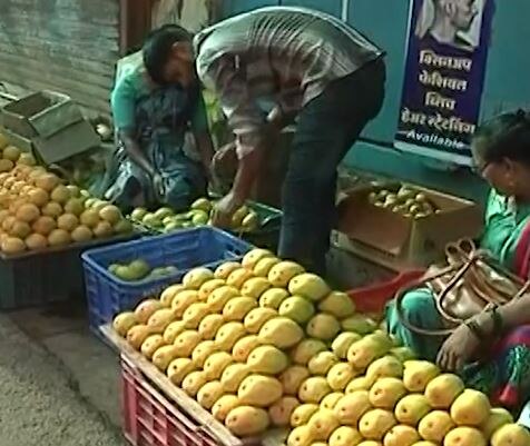 Mango News : हापूसला मिळतोय 150 ते 300 रुपयांचा दर, शेतकऱ्यांना फटका, अपेक्षीत दर किती?