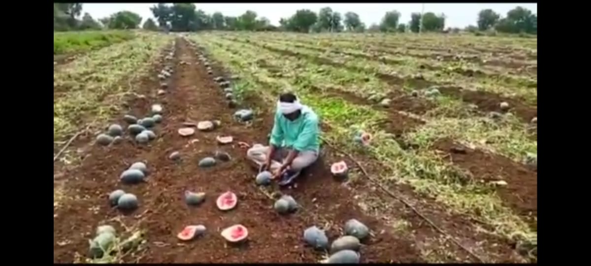 Watermelon News : कलिंगडाची 'लाली' उतरली, शेतकऱ्यांच्या आशेवर पाणी, लाखो रुपयांचा फटका 