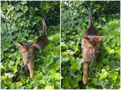 Cat Snake Fight Video: बिल्ली ने किया जहरीले सांप का शिकार, वीडियो देख कांप जाएगी रूह