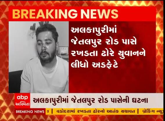 વડોદરા જેતલપુર રોડ પાસે રખડતા ઢોરે યુવાનને લીધો અડફેટે