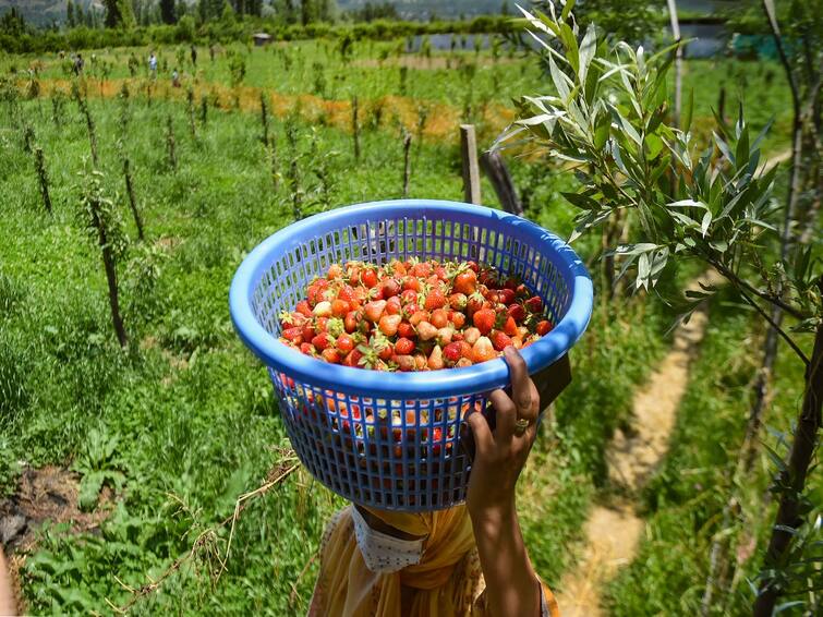 Know how many Gujarati farmers adopts natural farming after PM Modi suggestion in Gujarat Maha Panchyat Sammelan Natural Farming: PM મોદીના સૂચન બાદ માત્ર બે મહિનામાં ગુજરાતમાં કેટલા ખેડૂતોએ અપનાવી પ્રાકૃતિક ખેતી ?