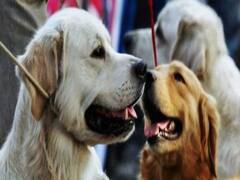 Mumbai में पालतू जानवरों की खरीदारी को लेकर बदले नियम, जानें अब क्या करना होगा