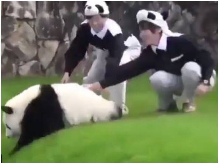 Watch: केयरटेकर से नाराज हुए पांडा ने जीता दिल, सोशल मीडिया पर वीडियो वायरल Cute Panda Angry with caretaker won everyone heart on Social Media Watch: केयरटेकर से नाराज हुए पांडा ने जीता दिल, सोशल मीडिया पर वीडियो वायरल