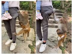 Monkey Viral Video गर्मी से परेशान प्यासी मदर मंकी को शख्स ने पिलाया पानी, सोशल मीडिया पर मिल रही सराहना