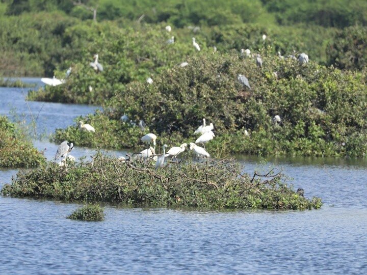 வேடந்தாங்கல் சரணாலயம் அருகே செயல்படும் மருந்து நிறுவனம்.. விரிவாக்கத்துக்கு இடைக்காலத் தடை..