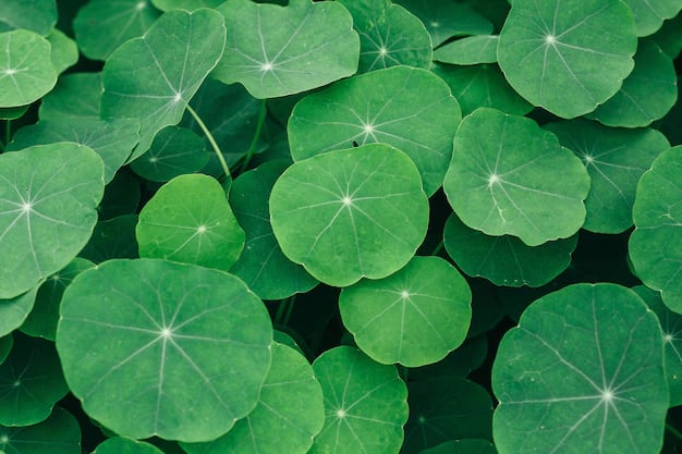 प्राचीन चिकित्सा पद्धति में गोटू कोला का इस्तेमाल काफी होता है. यह ब्लड प्रेशर को कंट्रोल करने में प्रभावी माना जाता है. (Photo - Freepik)