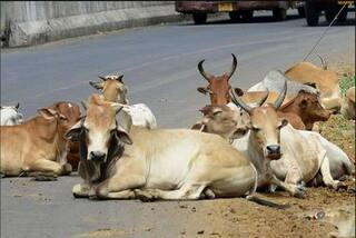 વડોદરા: રખડતા ઢોરે યુવકને અડફેટે લેતા મોઢા પર 12 ટાંકા આવ્યા, થોડા દિવસ બાદ હતા લગ્ન