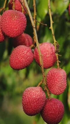 Health Tips : झटपट वजन कमी करायचंय? लिची आहे यावर रामबाण उपाय