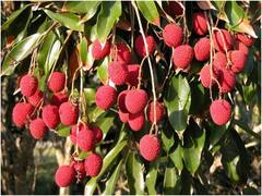 Litchi Cultivation: लीची की खेती ने बदली इस गांव की तस्वीर, ऐसा कोई घर नहीं जहां लीची का पौधा नहीं, जानें- पूरी वजह