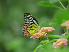 Udaipur News: राज्य तितली घोषित होंगी राजस्थान की तितलियां, उदयपुर में 100 से ज्यादा प्रजातियां