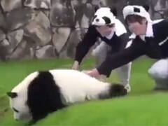 Trending News : 'खरा मित्र नेहमी....'; केअरटेकरवर नाराज झालेल्या पांडाच्या व्हिडीओनं जिंकलं नेटकऱ्यांचं मन