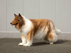 Japan Dog Man: కుక్క జీవితం, పూర్తిగా శునకంలా మారిపోయిన మనిషి - జపాన్‌లో డాగ్ మ్యాన్!