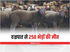 Jammu& Kashmir News: आकाशीय बिजली की चपेट में आने से 250 भेड़ों की मौत, कोकरनाग के चारगाह में हुआ हादसा