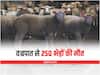 Jammu& Kashmir News: आकाशीय बिजली की चपेट में आने से 250 भेड़ों की मौत, कोकरनाग के चारगाह में हुआ हादसा