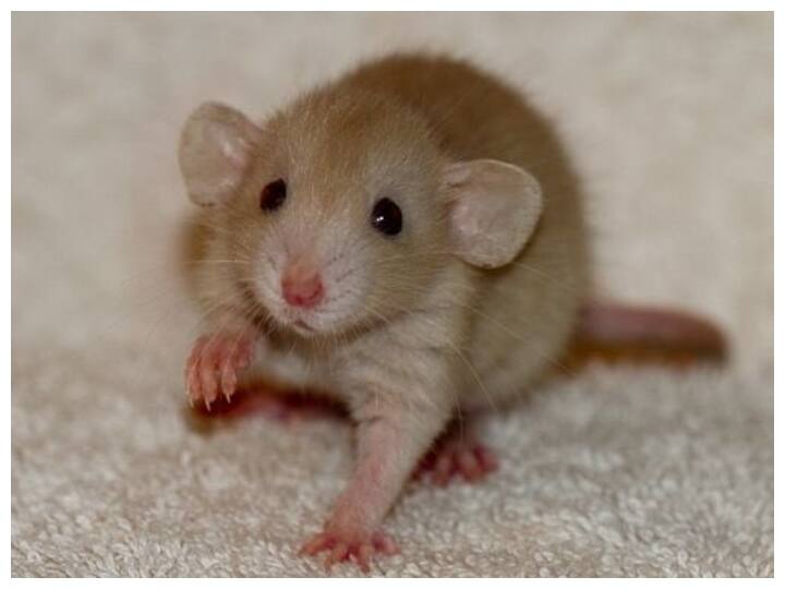 British Scientists successful experiment on Mice to keep humans young Experiment: बढ़ती उम्र को रोकने के लिए वैज्ञानिकों का कमाल, जानिए बूढ़े चूहे कैसे बन गए जवान