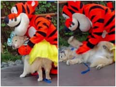 Watch: डिज़नीलैंड में फेवरेट कैरेक्टर से मिलने के लिए इंतजार करते दिखा सर्विस डॉग, वीडियो वायरल