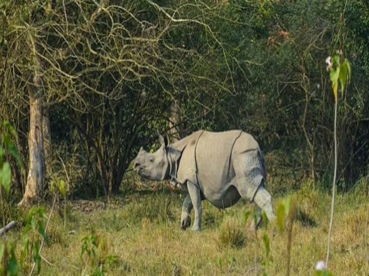 Maharashtra: वाइल्ड लाइफ देखने का है शौक तो महाराष्ट्र के इन नेशनल पार्क में जाना बिल्कुल न भूलें