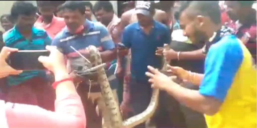 Jhargram News: python recover from jhargram, know in details Jhargram News: তালগাছের উপর বিশালাকার অজগর সাপ, তারপর?
