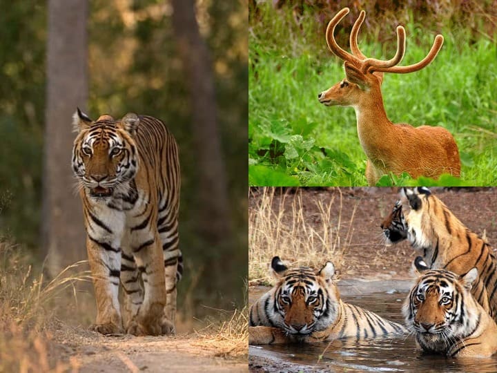 Madhya Pradesh Refuge Wildlife India Famous National Parks Wildlife Sanctuaries Present here MP National Parks: वन्य जीवों की शरणस्थली है मध्य प्रदेश, देश में सबसे ज्यादा राष्ट्रीय उद्यान है यहां मौजूद