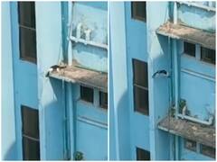 Watch: सात मंजिला इमारत की छत से गिरने के बाद भी सही सलामत रही बिल्ली, हैरत में डाल देगा वीडियो