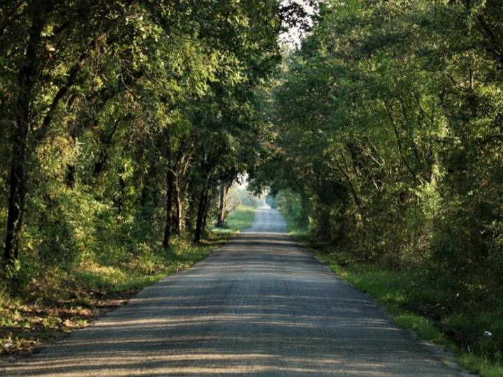 Two Road Projects in Faridabad More than 4,000 trees may be axed Haryana News: फरीदाबाद में दो सड़क परियोजनाओं के लिए काटे जा सकते हैं 4 हजार पेड़, सड़कों के चौड़ीकरण के लिए है जरूरत