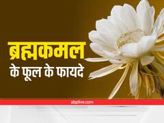 Brahma Kamal: ब्रह्मकमल में है कई गुण, शरीर की इन समस्याओं को करता है दूर
