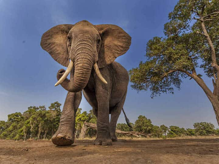 Man-Animal Conflict: Elephants Trample Farmer To Death In Andhra