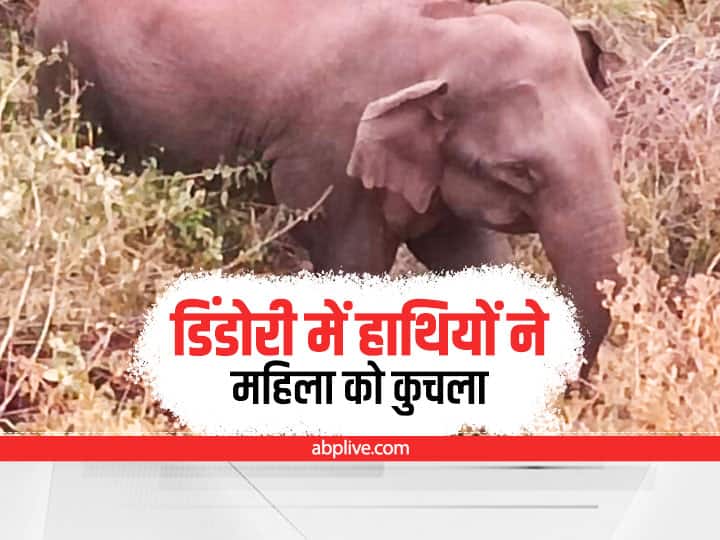 MP News Forest Elephant kill women in Dindori ANN Dindori News : डिंडोरी में जंगली हाथियों के हमले में महिला की मौत, घरों को रौंदते हुए आगे बढ़ गए हाथी