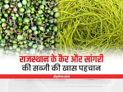 Rajasthan News: रेगिस्तान की औषधि कैर-सांगरी की विदेश में भी डिमांड, सूखने पर कई गुना ज्यादा हो जाती है कीमत