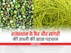 Rajasthan News: रेगिस्तान की औषधि कैर-सांगरी की विदेश में भी डिमांड, सूखने पर कई गुना ज्यादा हो जाती है कीमत
